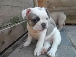 French bulldog puppies for Rehoming