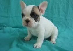 and Adorable French bulldog puppies For Adoption