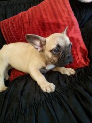 male and female French bulldogs