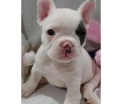 socialized French Bulldog Puppies for sale.