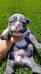 Akc French Bulldog Puppies Available