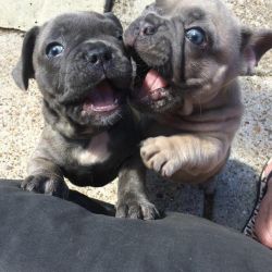 cute male female frenchies for rehoming fee
