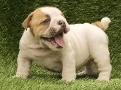 Beautiful English Bulldog pups