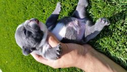 Healthy 12 weeks old French bulldog puppies