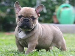 french bulldog for adoption