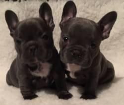 Well trained French Bulldog Puppies
