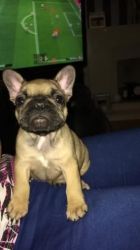 asdvt3 male and female french bulldogs for sale