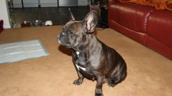 sdcg male and female french bulldog puppies