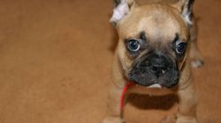 fhttry male and female french bulldog puppies
