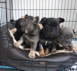 xfcbh male and female french bulldog puppies