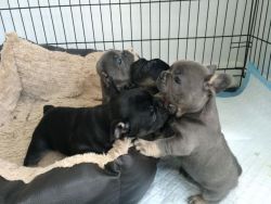 dggvjh male and female french bulldog puppies