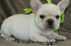 Potty trained FRench Bulldogs for sale
