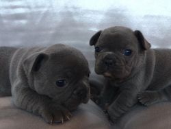 Blue French Bulldogs puppies