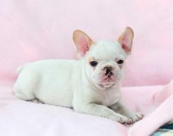 Outgoing 11 Week Old French Bulldog Puppy