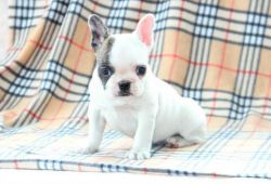 Beautiful French Bulldog with three months