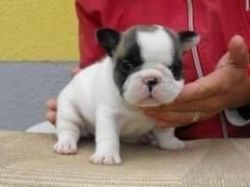 cute and Adorable french bulldog Puppies