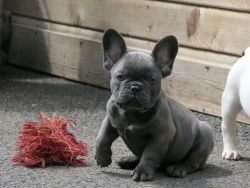 Health Tested Blue French Bulldog Puppies!