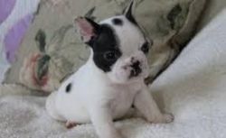 French Bulldog Puppies For New Homes