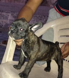 French Bull Dog Puppy Available Date Of 20/8/2015