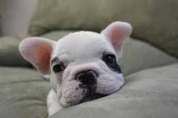 Get French bulldog puppie at cheap prices