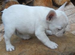 French Bulldog for sale $600