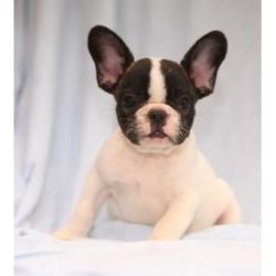 Adorable Frenchie Are Family Raised.