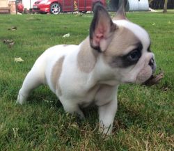 French bulldog puppies now ready for sale