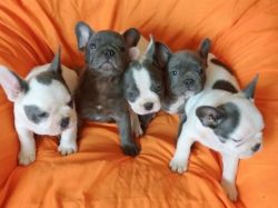 Cute French bulldog puppies ready for re-homing