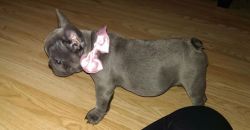 Solid Blue French Bulldog Puppies