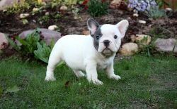 male and female french bulldog puppies available
