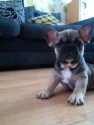 Cobby French Bulldog Boy For Sale Ready To Leave
