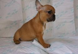 Zxg Kc Reg Girl French Bulldog Puppies For Sale
