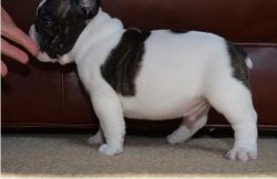 Stunning Male and Female French Bulldogs