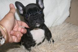 Amazing French Bulldog pups for sale