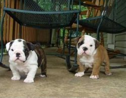 Fluffy Stunning And Healthy French Bulldog Puppies