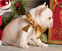 French Bulldog For Christmas Text xxxxxxxxxx