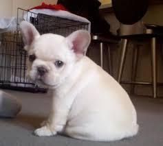 Cute French Bulldog puppies For adoption