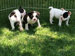 Cutest Male And Female French Bulldog Puppies