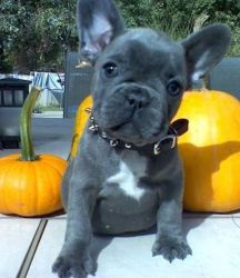 kskj Awesome Blue french bulldog Pups Available