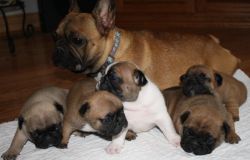 Frenchies for sale