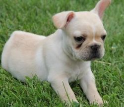cute french bulldog puppies available