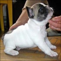 Registered French bulldog puppies for sale