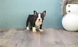 Cute looking French Bulldog puppies for sale