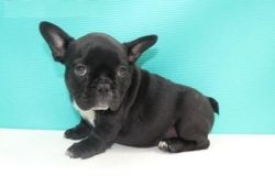 M/f French Bulldog Puppies Available!!!