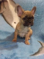 french bulldog black and brown color available