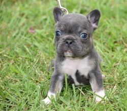 Cute Frenchies Bulldog Puppies For Re Homing