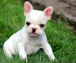 Adorable French Bulldogs Puppies Available