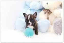 male and female French Bulldog for adoption