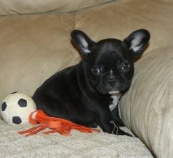 Adorable French Bulldog puppies for adoption