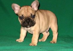 Cute and gorgeous French Bulldog puppies available